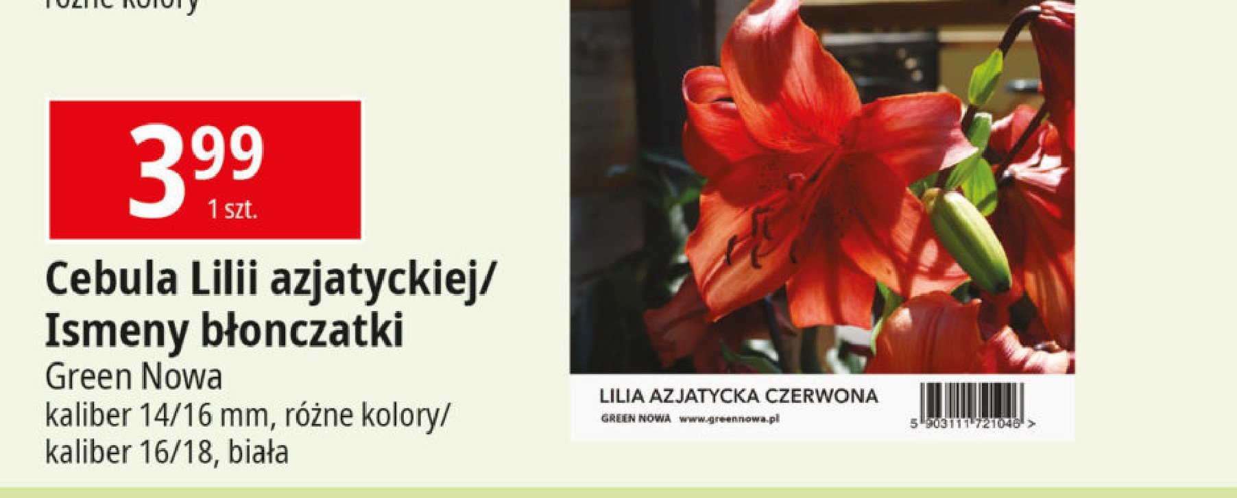 Cebula lilia azjatycka 14/16 Green nowa promocja