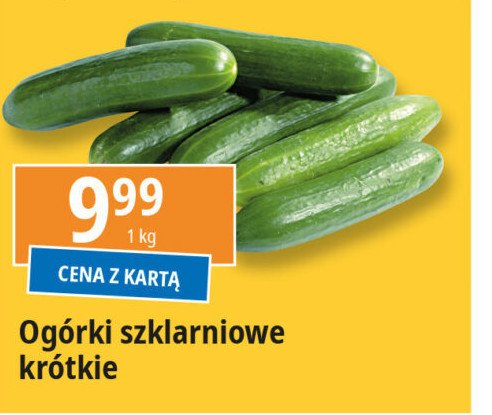 Ogórek szklarniowy krótki promocja w Leclerc