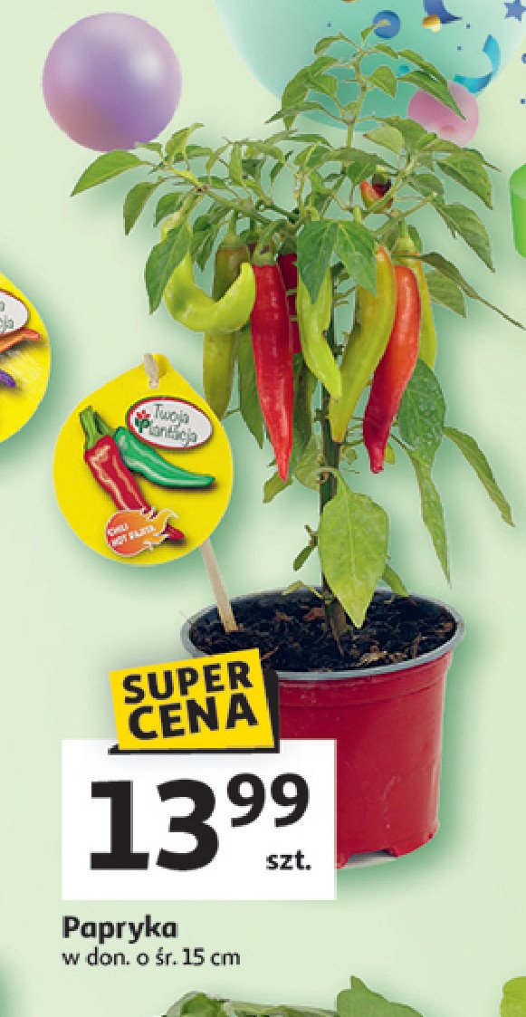 Papryka w doniczce 15 cm promocja w Auchan