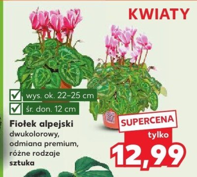 Fiołek alpejski dwukolorowy, odmiana premium promocja w Kaufland