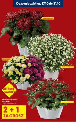 Chryzantemy doniczkowe drobnokniatowa promocja w Lidl