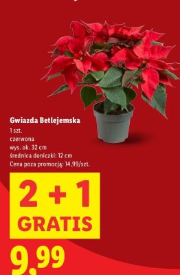 Gwiazda Betlejemska promocja w Lidl