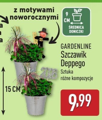 Szczawik Deppego 15 cm, różne kompozycje promocja w Aldi