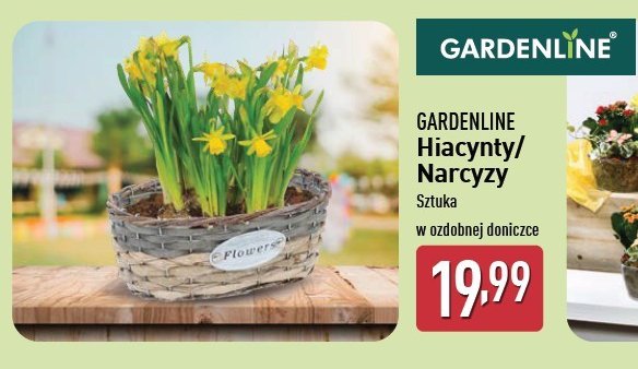 Narcyz GARDEN LINE promocja