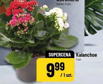 Kalanchoe promocja w POLOmarket