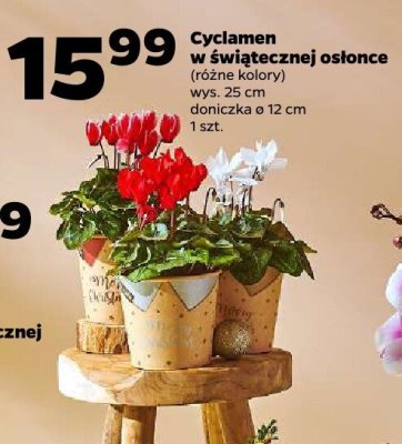 Cyklamen w świątecznej osłonce (różne kolory) Netto promocja w Netto