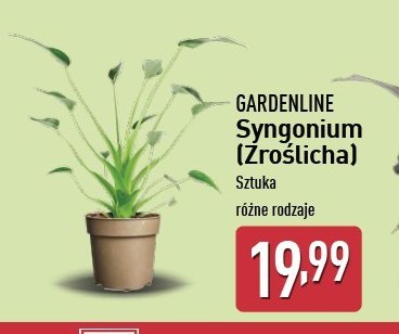 Syngonium GARDEN LINE promocja