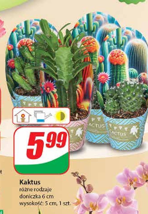 Kaktus w don. 6 cm promocja