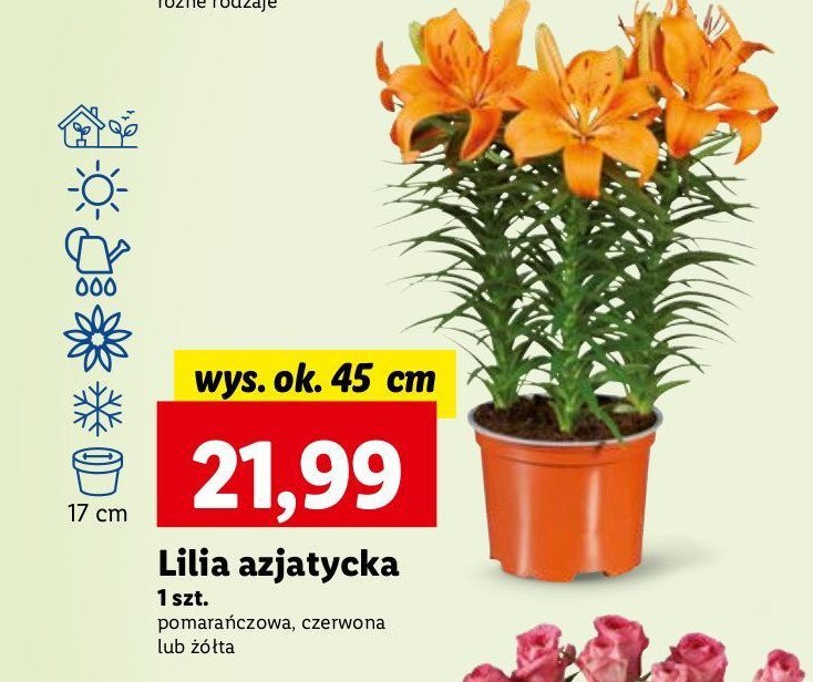 Lilja azjatycka 45 cm czerwona promocja