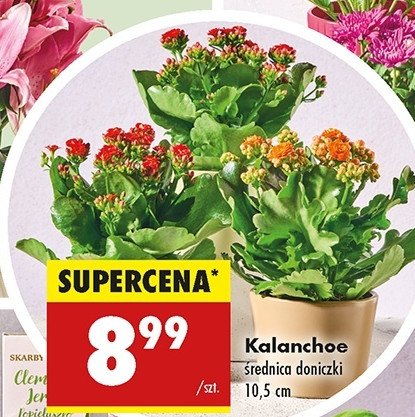 Kalanchoe 10.5 cm promocja