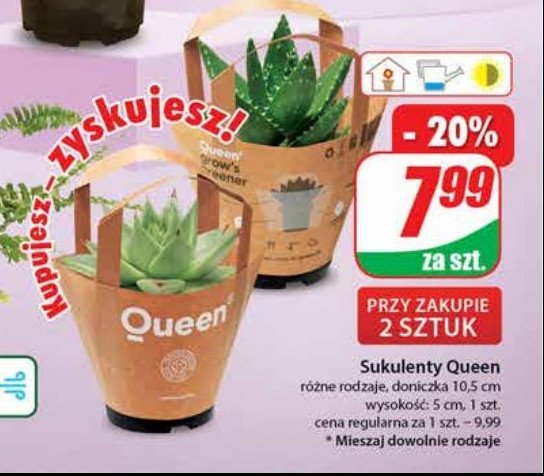 Sukulent queen promocja