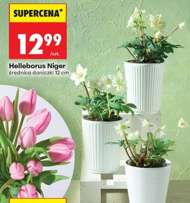 Roślina Helleborus Niger w doniczce promocja w Biedronka