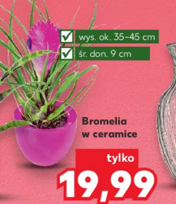 Bromelia w ceramice 35-40 cm promocja