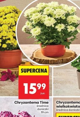 Chryzantema Time promocja w Biedronka
