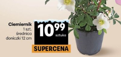 Ciemiernik 1 szt. średnica doniczki 12 cm promocja w Delikatesy Centrum