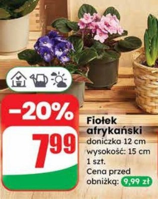 Fiołek afrykański promocja w Dino