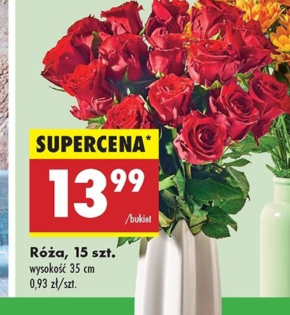 Róże promocja