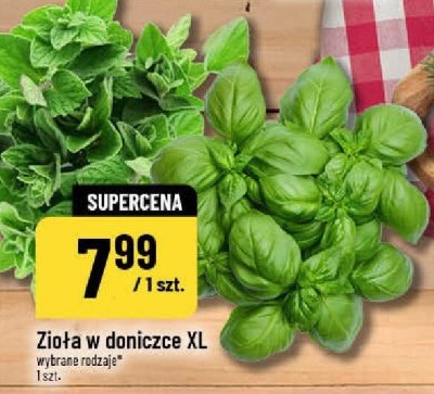 Zioła w doniczce XL wybrane rodzaje promocja w POLOmarket