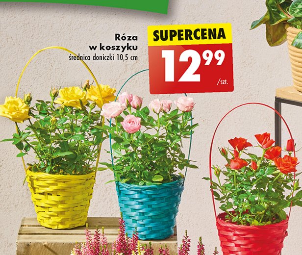 Róża w kolorowym koszyku 10.5 cm promocja w Biedronka