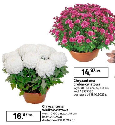 Chryzantema promocja w Leroy Merlin