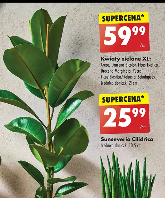 Areca promocja