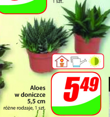 Aloes w don. 5.5cm promocja