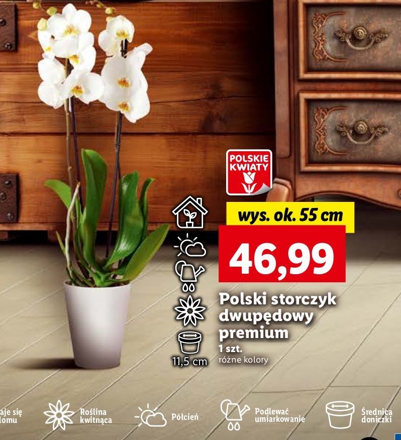 Storczyk dwupędowy wys. 55-70 cm promocja