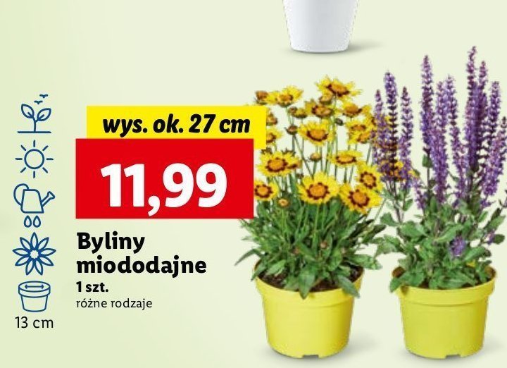 Rośliny letnie kwitnące-miododajne promocja