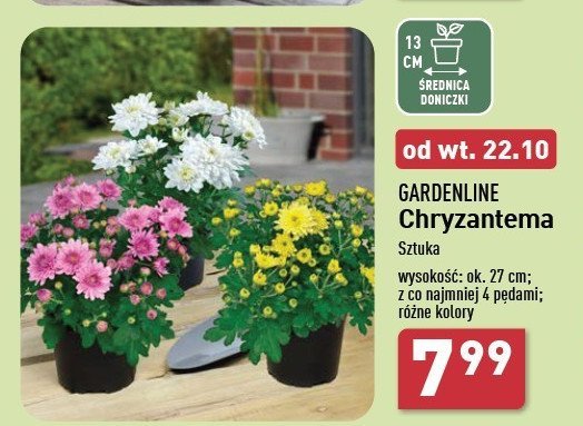 Chryzantema 27 cm GARDEN LINE promocja