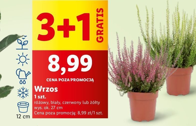 Wrzos 12 cm różowy promocja