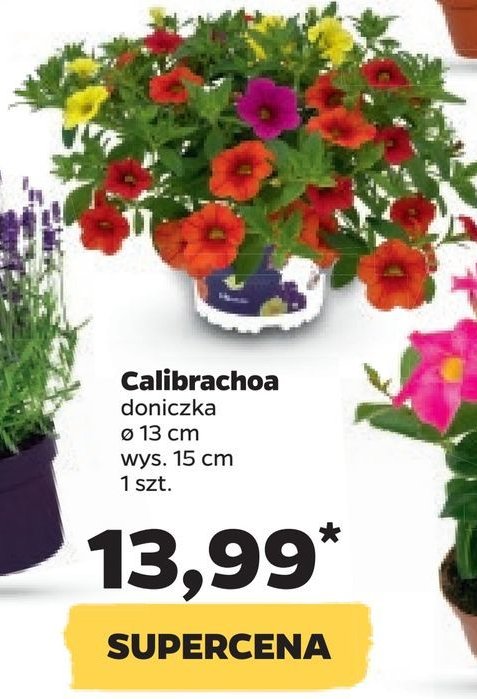 Calibrachoa 13 cm promocje