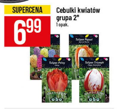 Cebulka tulipan papuzi gr 2 Garderin promocja