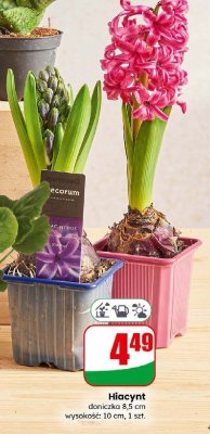 Hiacynt 8,5 cm,  promocja w Dino