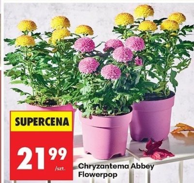 Chryzantema Abbey Flowerpop promocja w Biedronka