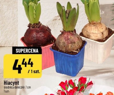 Hiacynt roślina doniczkowa średnica doniczki 7 cm promocja w POLOmarket