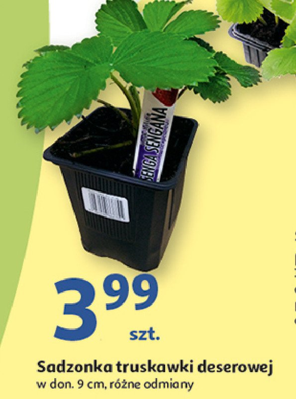 Truskawka deserowa 9 x 9 cm promocja