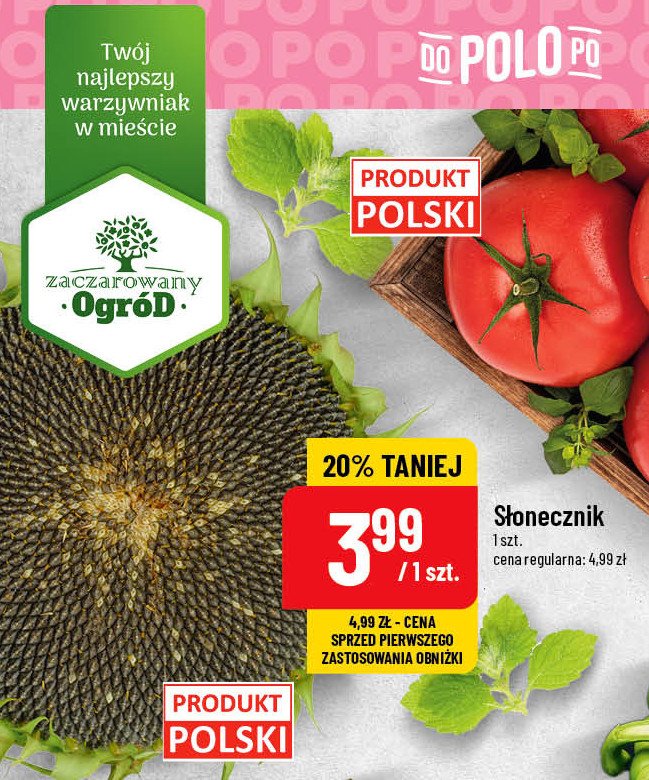 S艂onecznik Zaczarowany ogr贸d promocja