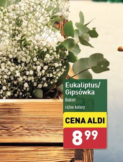 Gipsówka promocja