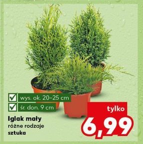 Iglak śr. doniczki 9 cm promocja w Kaufland