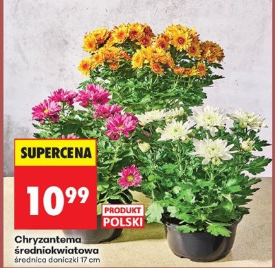 Chryzantema promocja w Biedronka