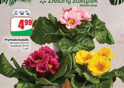 Prymula Acaulis doniczka 10,5 cm wysokość 10 cm promocja w Dino