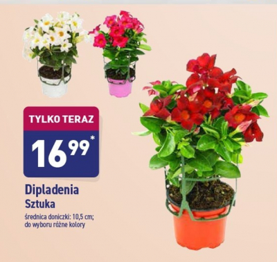 Dipladenia w don. 10.5 cm promocja