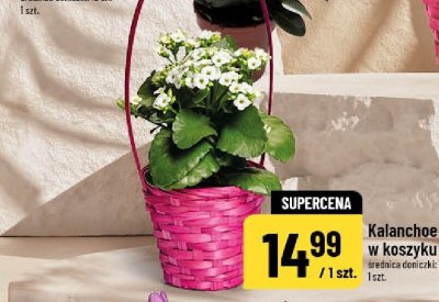 Kalanchoe w koszyku promocja w POLOmarket