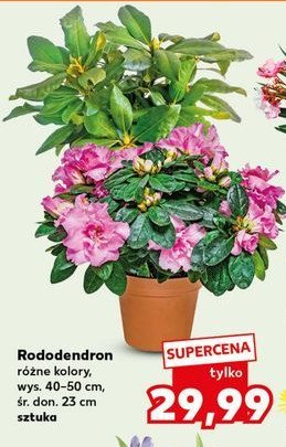 Rododendron w doniczce 艣r. 23 cm promocja