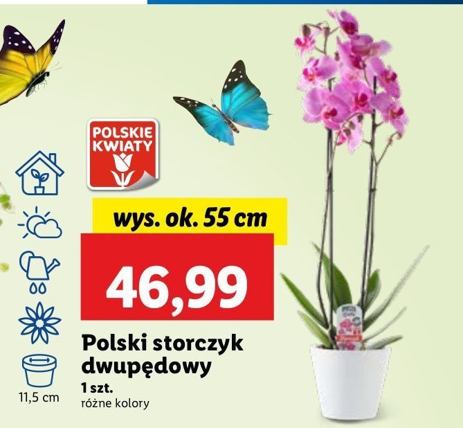 Storczyk 2 p臋dowy promocja