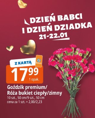 Goździk premium 10 szt., 50 cm promocja w Leclerc