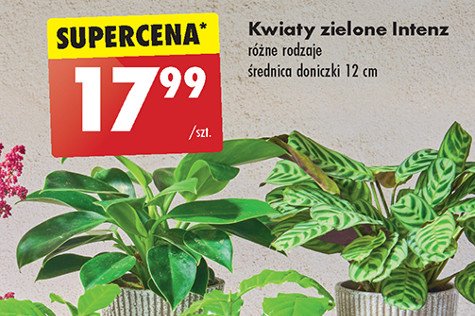 Kwiat zielony w don. 12 cm promocja