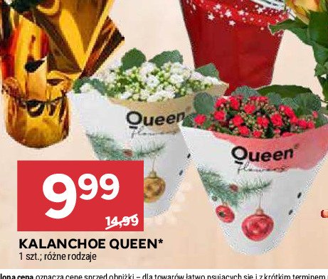 Kalanchoe Queen (rośliny) promocja