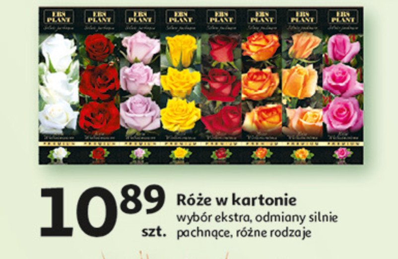 Róża herbaciana promocja w Auchan