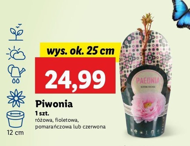 Piwonia don. 12 cm r贸偶owa promocja